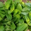 Bạc hà(Húng lủi) trồng tự nhiên